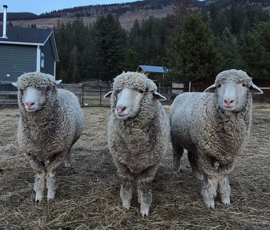 Farm to Fiber: A full-day Wool Workshop Experince