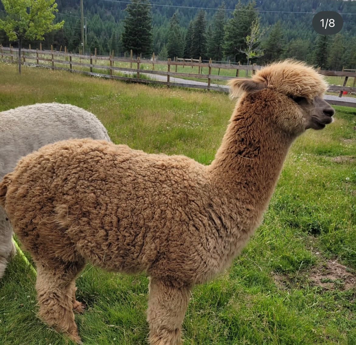 Farm to Fiber: A full-day Wool Workshop Experince