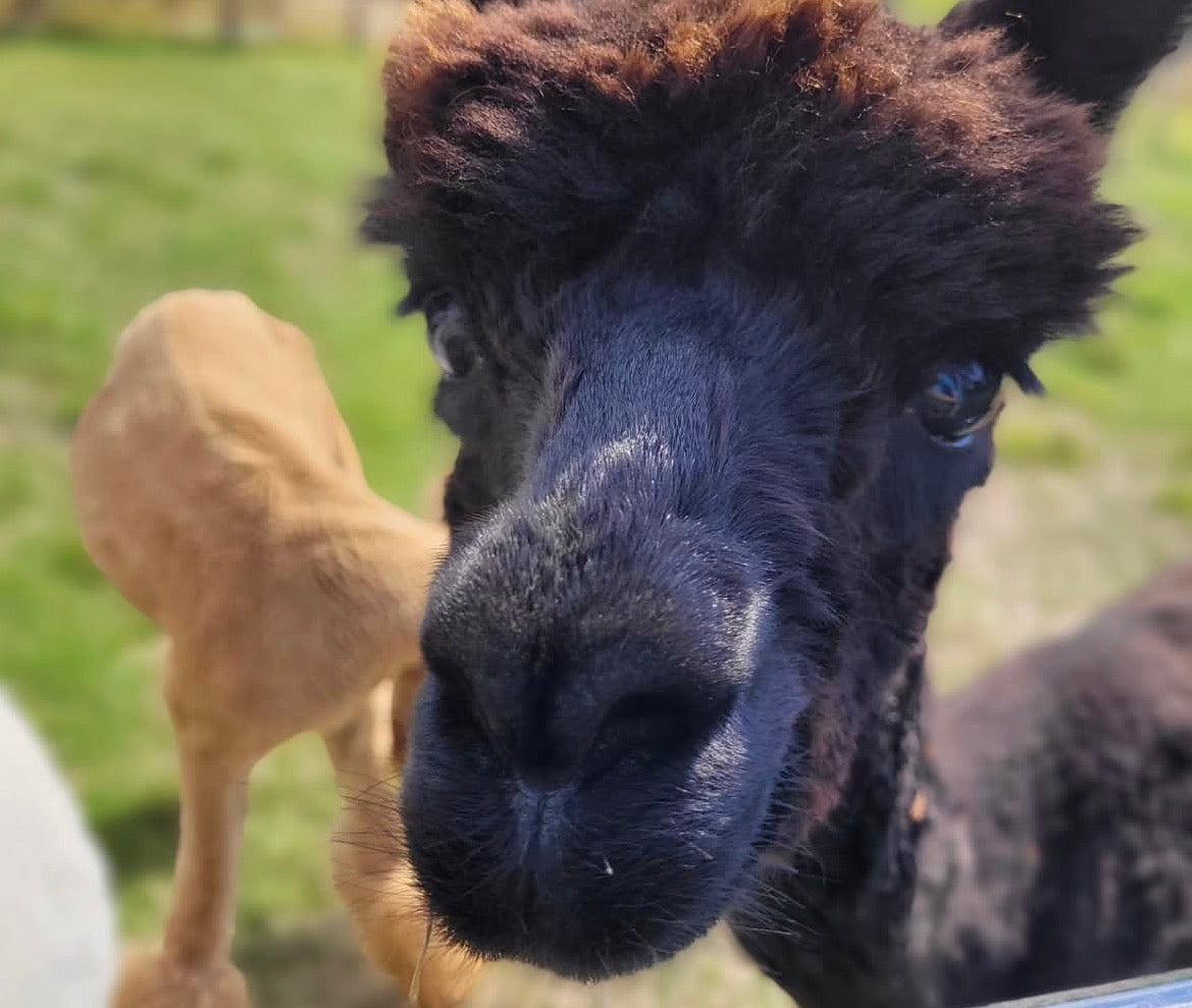 Farm to Fiber: A full-day Wool Workshop Experince