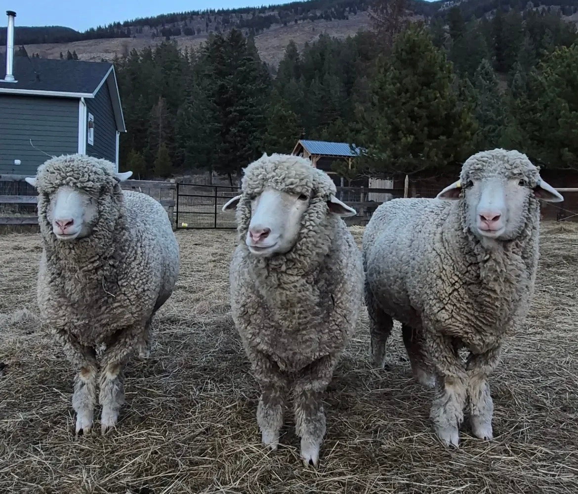 Farm to Fiber: A full-day Wool Workshop Experince